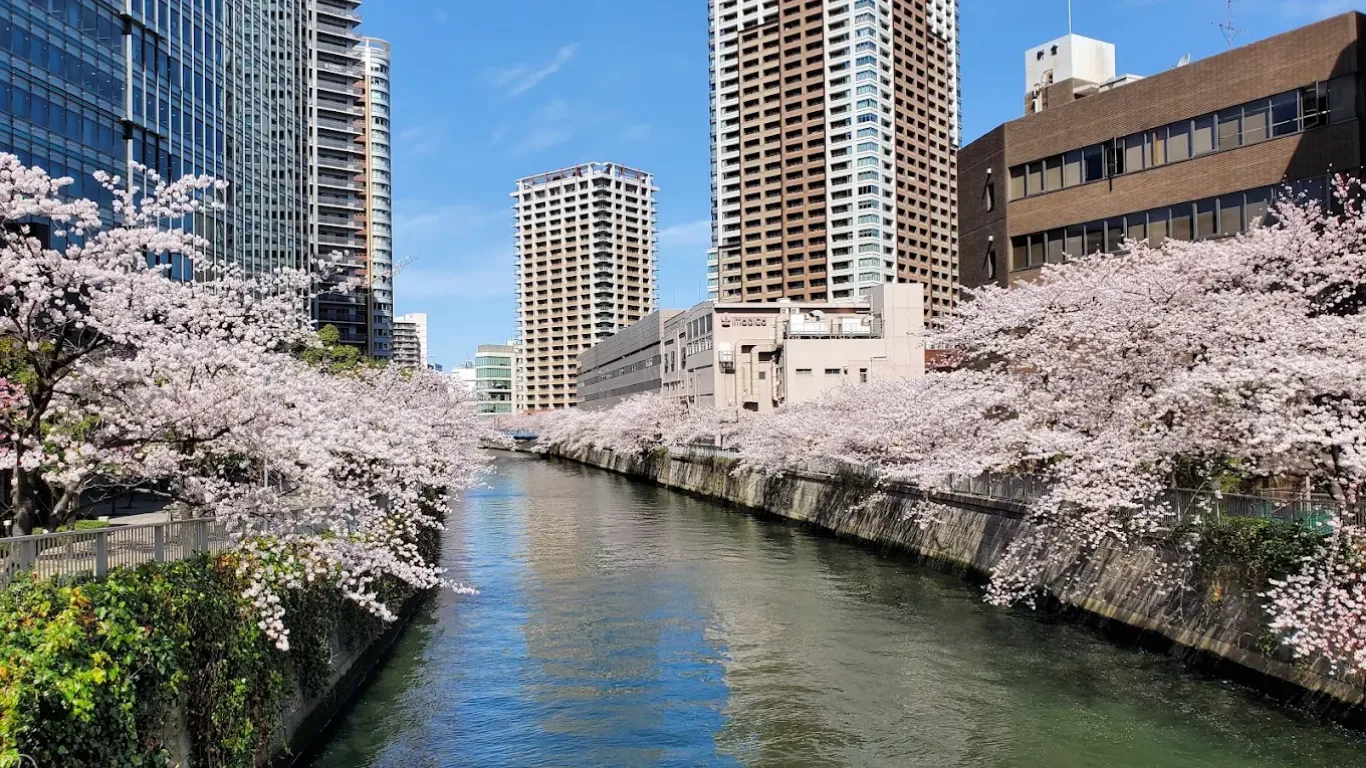 目黒川沿いの桜と高層ビル群