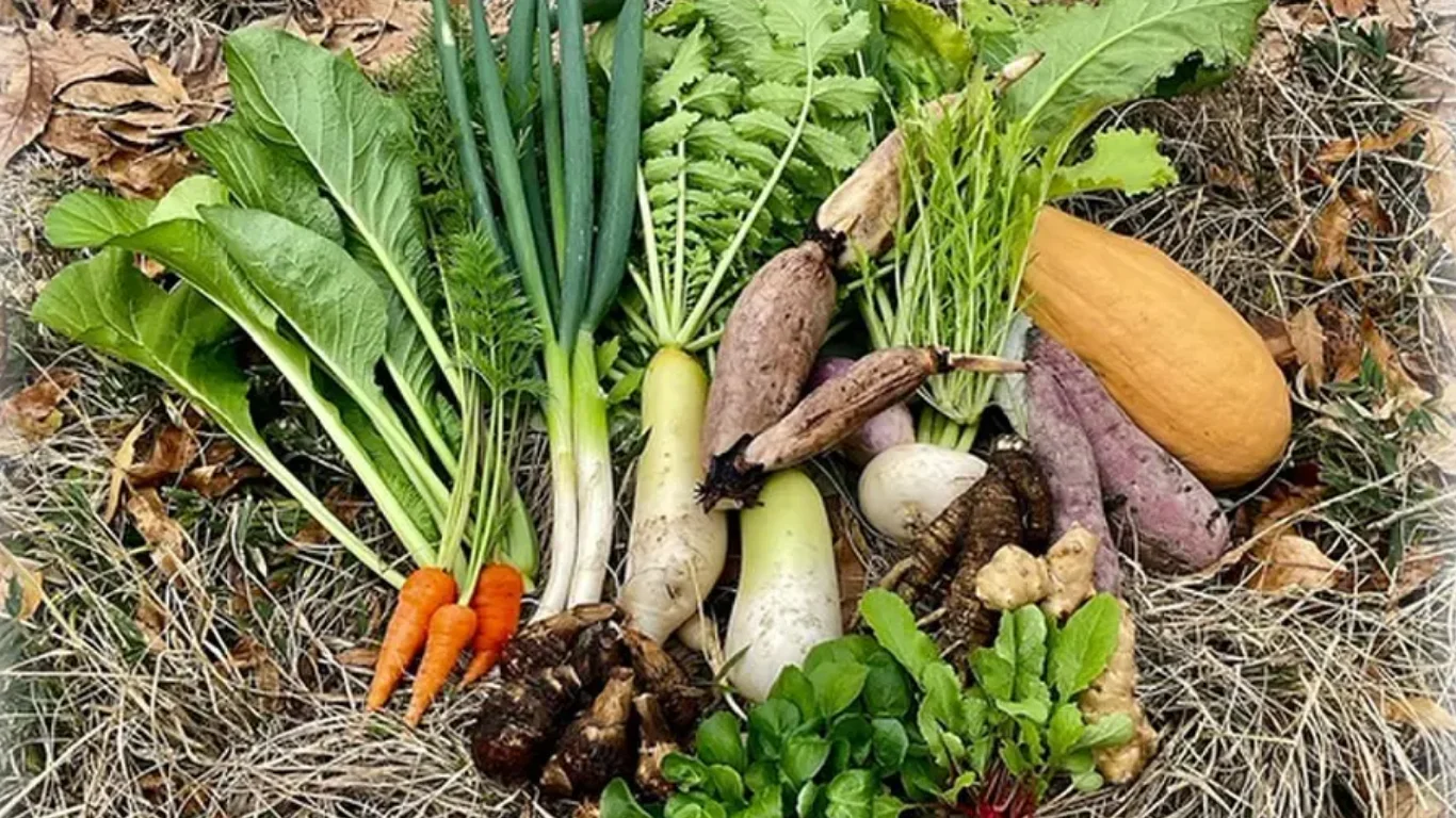 在来種の野菜