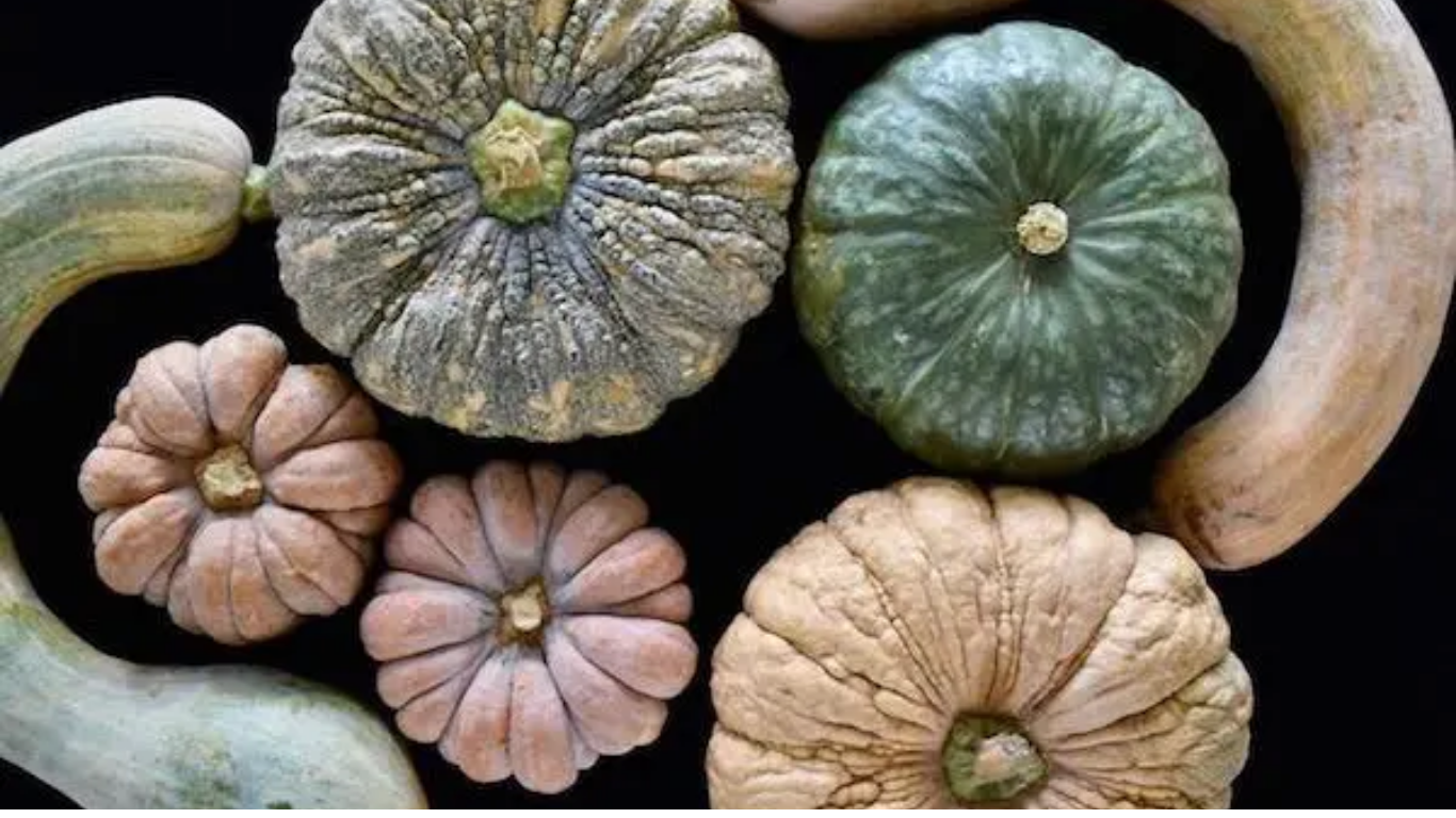 在来種の野菜は形も色も個性豊か。均一化されたスーパーの野菜とは全く異なる世界が広がる